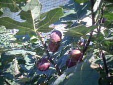 Fig tree cuttings, Marseilles Black vs ,delicious , productive,hardy ,5 pcs !