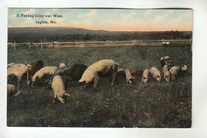 Pigs a Paying Crop out West Joplin MO - Picture 1 of 1