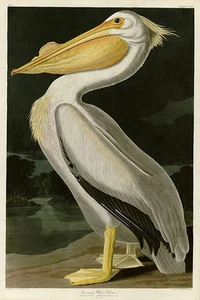 American White Pelican Audubon Vintage Giclee Canvas Print 27x40 - Picture 1 of 3