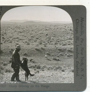 Sheep Pazing on the Range Cental Idaho Keystone Geografia Serie Stereoview - Foto 1 di 3