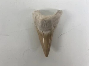 Fósil de dientes de tiburón del Paleoceno tardío al Eoceno temprano 07SG09 - Imagen 1 de 2