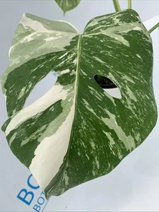 Monstera deliciosa var Borsigiana Variegated Albo ESTABLISHED PLANT Rare Indoor - Picture 1 of 11