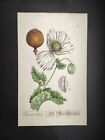 Papaver Album, Herbarium Blackwellianum, N. F. Eisenberger, Stampa 1765