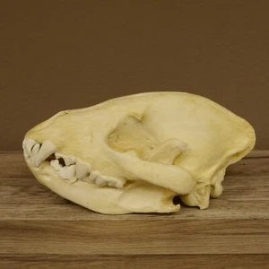 Hyänenschädel Tüpfhyäne 3D Druck Kopie Nachbildung Hyäne Schädeltrophäe 62.8.2 - Zdjęcie 1 z 10