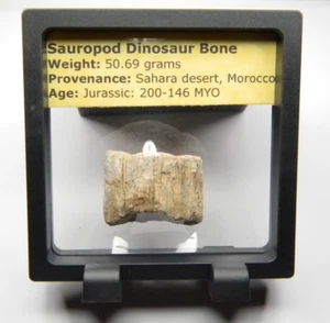 Jurassic Sauropod Dinosaur Bone Provenance: Sahara Desert, Morocco 50.69 grams - Picture 1 of 7