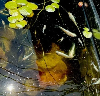 Maria-Juronngufinn Medaka Trio (juvenil a adulto) Foto 1 de 4