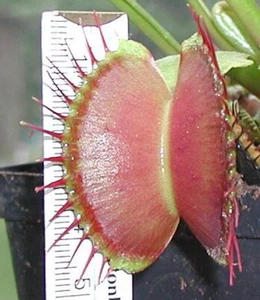 10 semillas Dionaea forma gigante, trampa para moscas Venus, semillas frescas 2024, carnívoros - Imagen 1 de 8