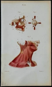 1852 - Board Anatomy Myology: Orbitaires 2-ply Neck And Eye - Medicine - Picture 1 of 3