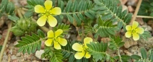 10 SEMI DI TRIBULUS TERRESTRIS - Foto 1 di 1