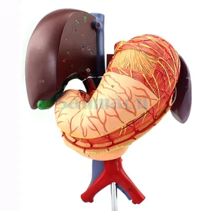 Modello di stomaco milza pancreatica PVC umano epatobiliare milza scuola di medicina - Foto 1 di 5