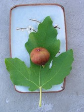 Persian Violet Fig Cuttings