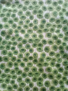 Remnant XANTHE SUNBEAM - GREEN - Liberty of London Tana Lawn Approx 67 x 16 cm - Picture 1 of 3