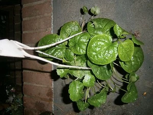 Malabar Spinach and Pennywort in Hanging Basket - Picture 1 of 5
