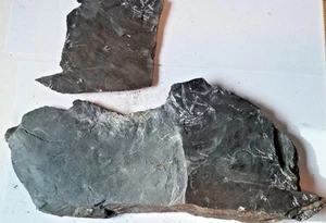 Menge 2 St. Clair PA fossiler Farn Neuropteris Farn fossile Pflanzen 1 Pfund 0,7 Unzen  - Bild 1 von 9