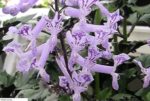 Plectranthus Mona Lavender x 1 plant, Semi-dormant in winter - Picture 1 of 6