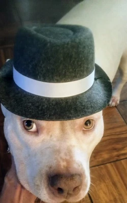 The Cutest Doggie Fedora With A Adjusting Strap Fits Medium And Large Sized Dogs - Image 1 of 4