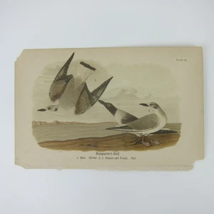 Bird Lithograph Print After John James Audubon Bonaparte's Gull Antique 1890 - Picture 1 of 12
