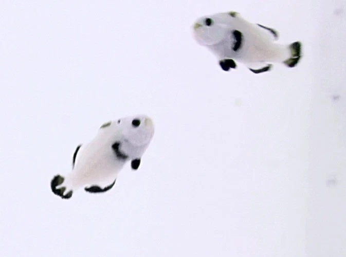 "Par de peces payaso tormenta de nieve grado A casi WYSIWYG Vip alta calidad 1,25""-1,5""" Foto 1 de 4