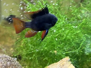 ONE MALE German BLACK KNIGHT Rams . US Bred. - Picture 1 of 1
