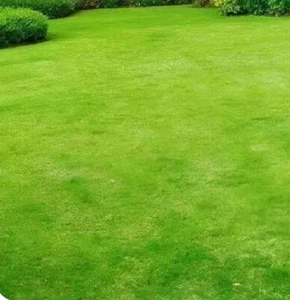 Moss Lawn 20 Square ft Carpet Moss -No More Mowing- Green Year Round/a As - Picture 1 of 2
