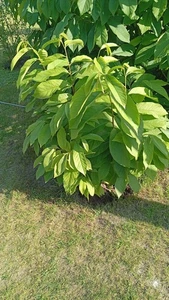 Indiana Bananenbaum - Bild 1 von 1