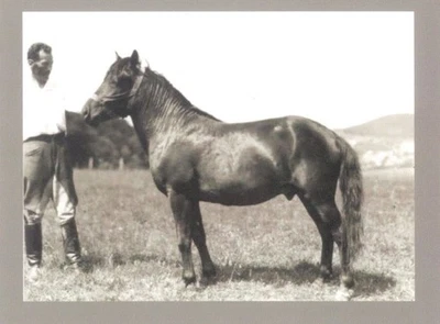 Postal Caballo Hucul "Tumba" 4X6 Caballo. Foto 1 de 2