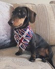 Union Jack Flag Dog Bandana Neckerchief Slide on Collar Ideal for Coronation