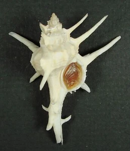 MUREX LONGICORNIS 51.24mm BEAUTIFUL SPECIMEN Cape Moreton, Qld., Australia - Picture 1 of 2