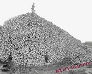 Western Photo Pile Bison Skulls Used for Fertilizer Year 1870 - Picture 1 of 1