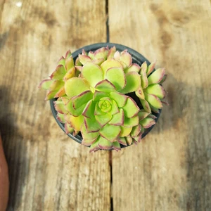 Aeonium Cornish Pixie - Picture 1 of 1