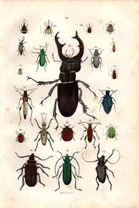 1866 REBAU HC LITHO stag beetle, weevil, ladybird, longhorn beetle - Picture 1 of 2