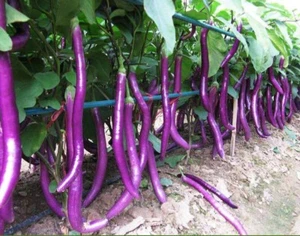 30 nasion bakłażana długie fioletowe bakłażany wczesna odmiana Long Purple max 40cm - Zdjęcie 1 z 2