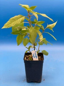 Pineapple Sage Live 3" Starter Plant - Salvia Elegans - Hummingbird Magnet! - Picture 1 of 5