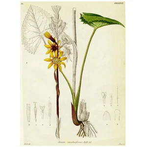 1834 REICHENBACH FLORA Hand-Colored Engraving, SENECIO (Golden Ragwort) - Picture 1 of 8
