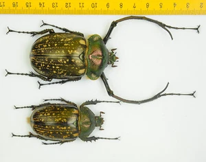 EUCHIRIDAE - Cheirotonus peracanus (Pair, M 65mm, F 57mm) - MALAYSIA - 6609 - Picture 1 of 1