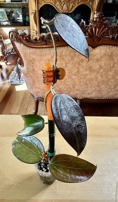 HOYA SP. IV. WMZ (Welsh Mountain Zoo) | Purple | 5 Leaves | Rooted | US SELLER - Image 1 of 4