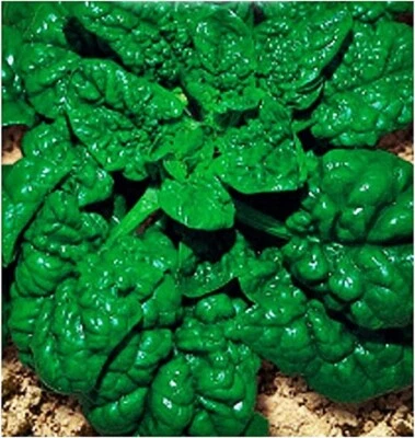 HORTUS 1000 GIANT SPINACH SEEDS OF AMERICA - VEGETABLES - SPINACH SEEDS -10 GRAMS
