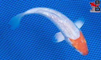 5" GIN RIN HARIWAKE Peces Koi Vivos Jardín Estanque 10/9 Foto 1 de 4