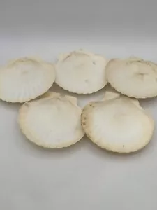 Set di cinque piatti a conchiglia per bigiotteria decorazione gioielli tealights oceano - Foto 1 di 12