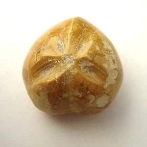 Micraster Heart Sea Urchin 34mm Large Cretaceous Heart Sea Urchin from Madagascar - Picture 1 of 5