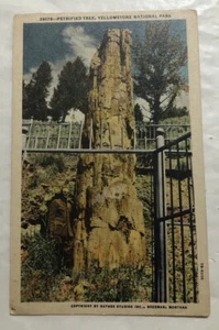 Petrified Tree, Yellowstone National Park, Montana. Postcard (X2) - Picture 1 of 2