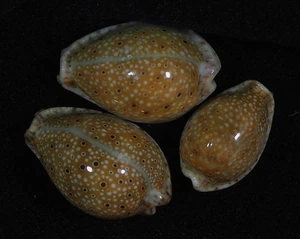 CYPRAEA OCELLATA TOP TRIO - Picture 1 of 2