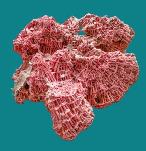 Natural Red Marine Worm Tube Colony – Decorative Coral-Like Structure - Picture 1 of 6