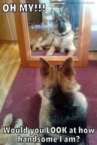 german Shepard refrigerator magnet 3 1/2 x 5" - Picture 1 of 1