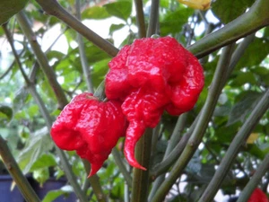 20 CAROLINA REAPER HP22B CHILLI SEEDS SEMILLAS 100% GARANTIZADAS - Bild 1 von 2