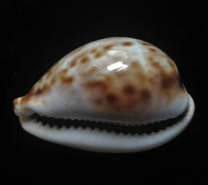 Seashell Cypraea tigris PATRÓN INTERESANTE 54mm F+++ - Imagen 1 de 4