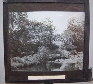 Magic Lantern Slide - Landscape Cattle - Picture 1 of 1