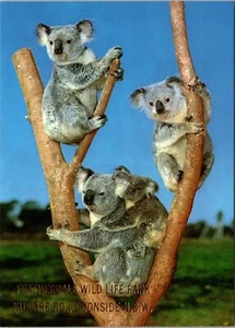 Koalas Featherdale Wild Life Park Doonside NSW Australia Continental Postcard - Picture 1 of 2