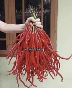 Thai Giant Long Chilli Seeds - Very Long Hot Spicy Chilli Pepper Rare Beautiful - Picture 1 of 1