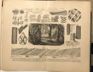 Lotes carbonizados de carbón y sal de roca más impresión grabada de 1800 E9 - Imagen 1 de 2